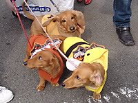 ハロウィン